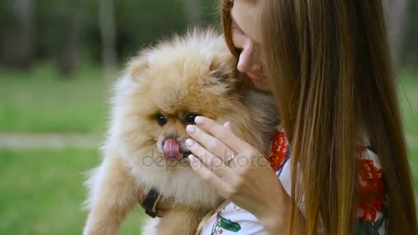 女の子は、犬と公園を歩いています。ポメラニアン ・ スピッツ — ストック動画