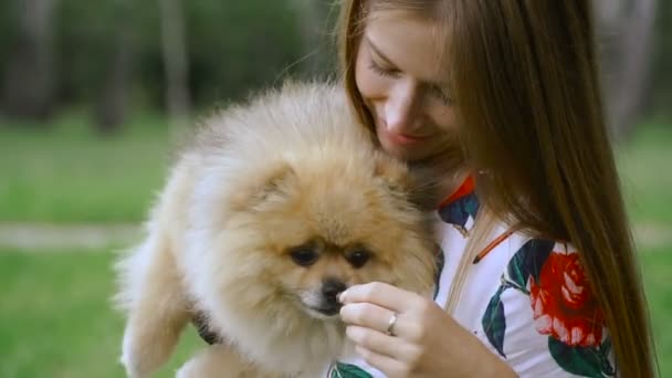 A girl is walking with a park with a dog. Pomeranian Spitz — Stock Video