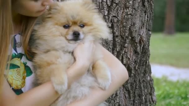 En flicka går med en park med en hund. Pomeranian Spitz — Stockvideo