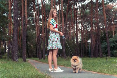 Bir kız ile bir köpek ile bir park yürüme mesafesindedir. Pomeranian Spitz