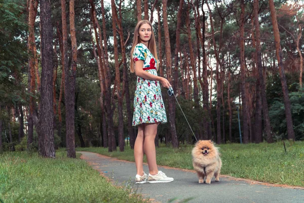 Bir kız ile bir köpek ile bir park yürüme mesafesindedir. Pomeranian Spitz