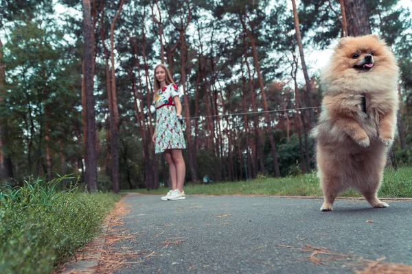 一个女孩走着一个公园，一只狗。博美犬施皮茨 — 图库照片