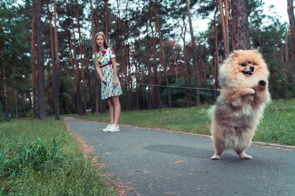 女の子は、犬と公園を歩いています。ポメラニアン ・ スピッツ — ストック写真