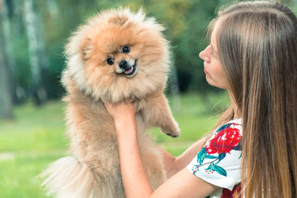 En flicka går med en park med en hund. Pomeranian Spitz — Stockfoto