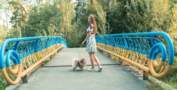 Dívka chodí s parkem se psem. Špicl Spitz — Stock fotografie