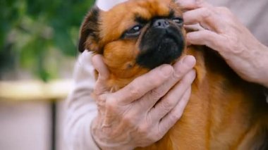 Dedesi ile bir köpek doğurmak Griffon