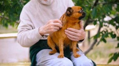 Dedesi ile bir köpek doğurmak Griffon