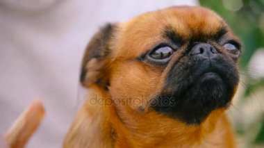 Dedesi ile bir köpek doğurmak Griffon