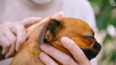 Dedesi ile bir köpek doğurmak Griffon