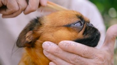 Dedesi ile bir köpek doğurmak Griffon