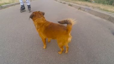 Büyükbaba Griffon doğurmak köpek ile silindir üzerinde rulo