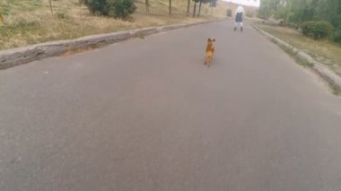 Büyükbaba Griffon doğurmak köpek ile silindir üzerinde rulo