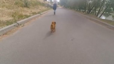 Büyükbaba Griffon doğurmak köpek ile silindir üzerinde rulo