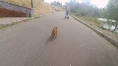 Büyükbaba Griffon doğurmak köpek ile silindir üzerinde rulo