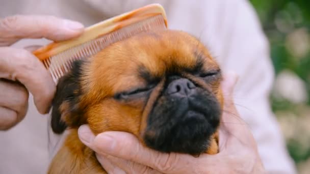 Діда з собака породи гріффон — стокове відео