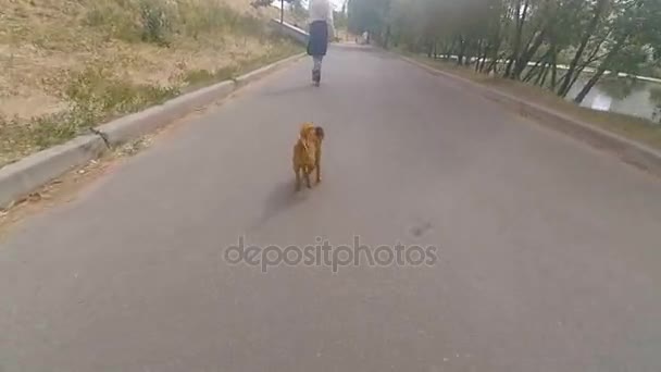 O avô rola no rolo com um cão da raça de Griffon — Vídeo de Stock