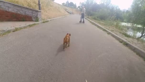 El abuelo rueda sobre el rodillo con el perro de la raza Griffon — Vídeos de Stock
