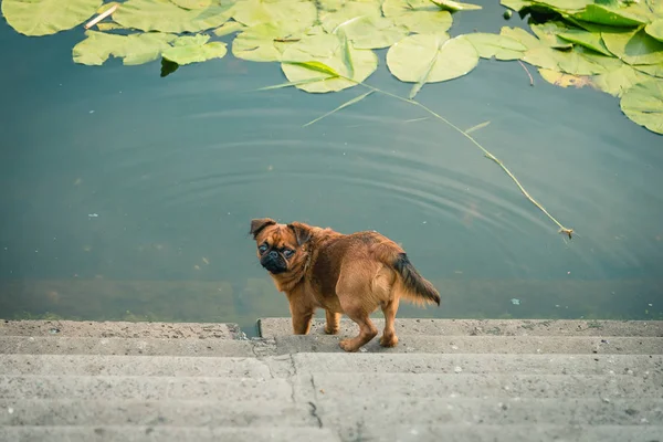 Hund av rasen Griffon — Stockfoto