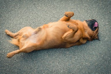 Griffon doğurmak köpek
