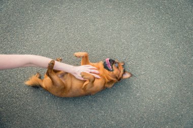 Griffon doğurmak köpek