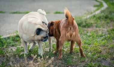 Pug ve Griffon köpek yetiştirmek