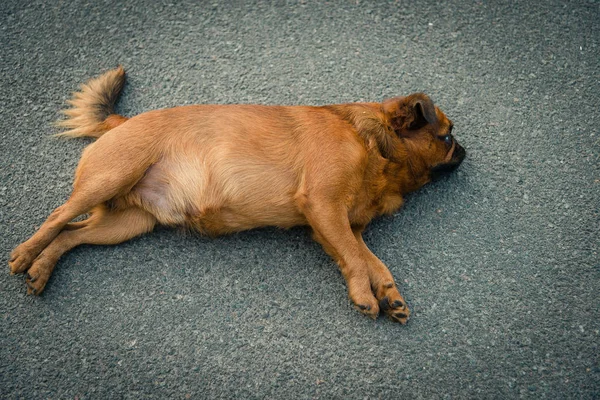 Griffon doğurmak köpek