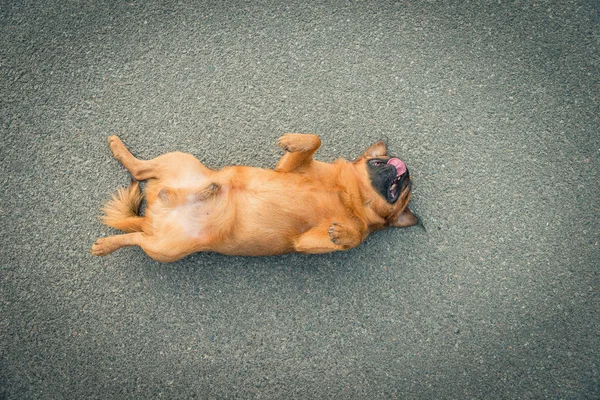 Griffon doğurmak köpek