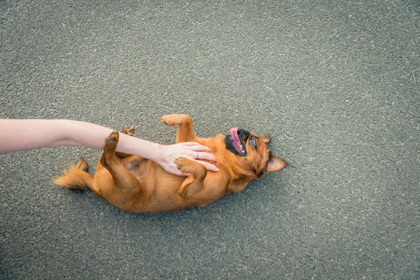 Griffon doğurmak köpek