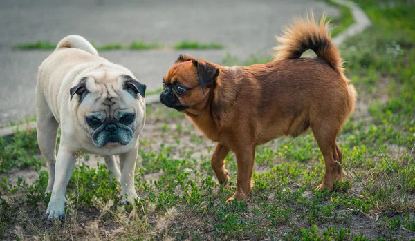 Chiens de la race Pug et Griffon — Photo