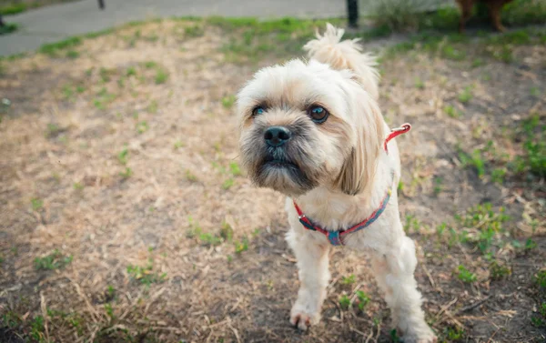 Griffon doğurmak köpek