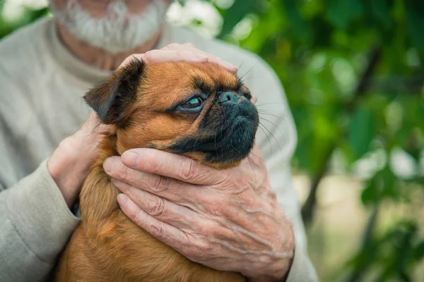 Dedesi ile bir köpek doğurmak Griffon