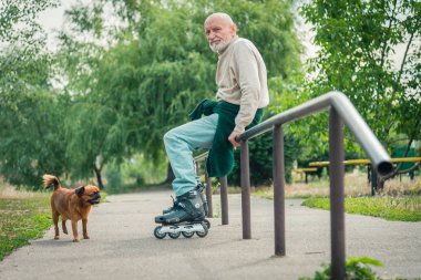 Büyükbaba Griffon doğurmak köpek ile silindir üzerinde rulo