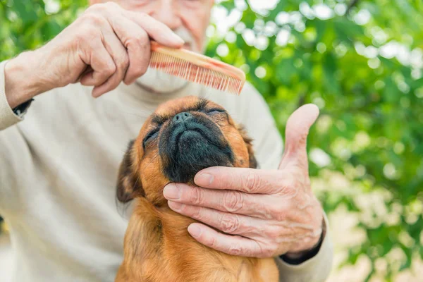 Dedesi ile bir köpek doğurmak Griffon