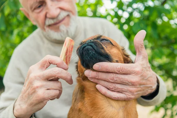 Dedesi ile bir köpek doğurmak Griffon