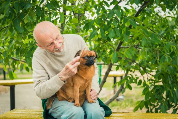 Avô com um cão da raça de Griffon — Fotografia de Stock