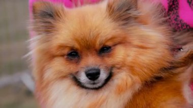 Pomeranian Spitz. Köpek ellerini okşamak