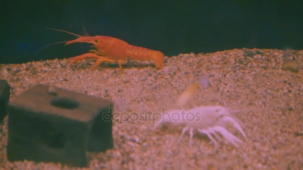 Decoratieve langoesten in het aquarium — Stockvideo