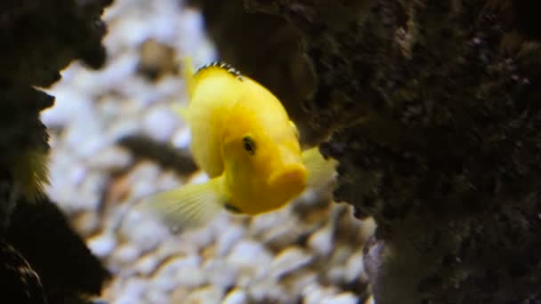 水族馆。在水族馆里浮在水面上一条黄色的鱼 — 图库视频影像