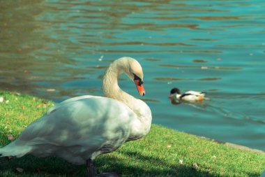 Bir kaz çimlerde yürüyor