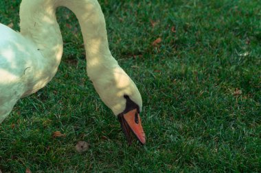 Bir kaz çimlerde yürüyor