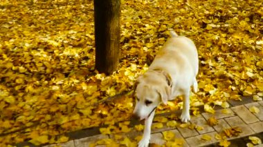 Sonbahar. Sahibi köpeğini yürür