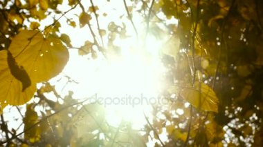 Sonbahar. Sonbahar Park sarı yapraklar