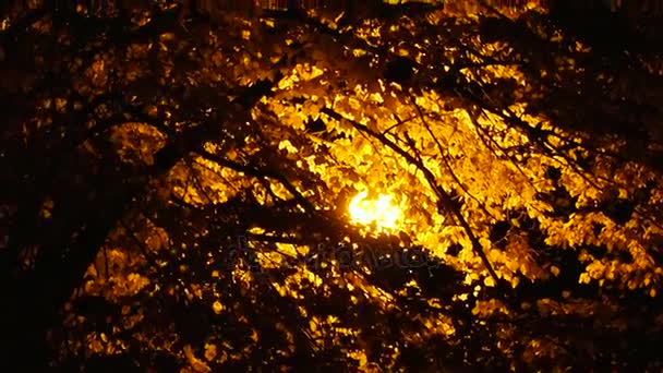Na podzim. Žluté listy na podzim park — Stock video