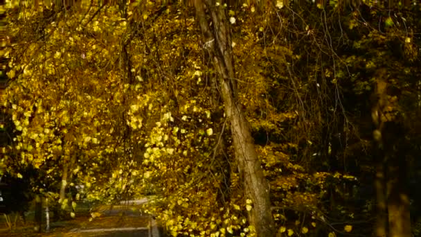 Automne. Feuilles jaunes dans le parc d'automne — Video