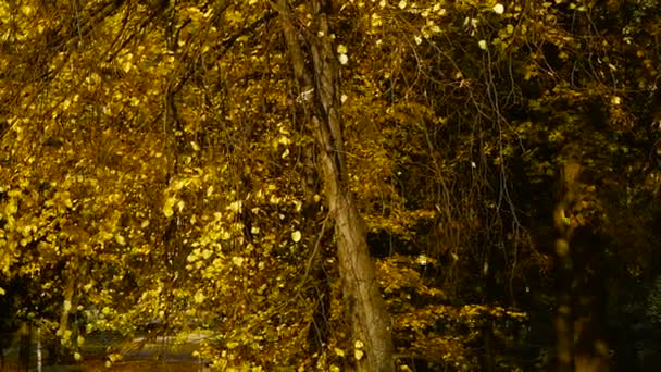 Na podzim. Žluté listy na podzim park — Stock video