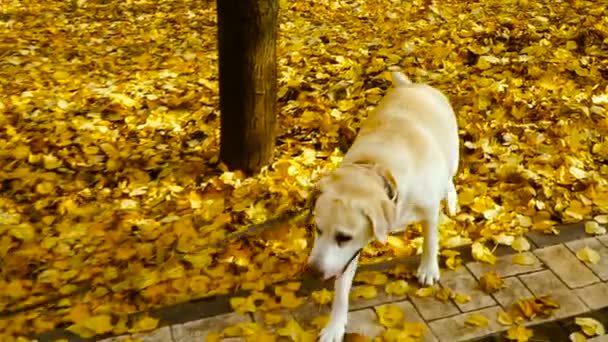 Jesienią. Właściciel idzie z psem — Wideo stockowe