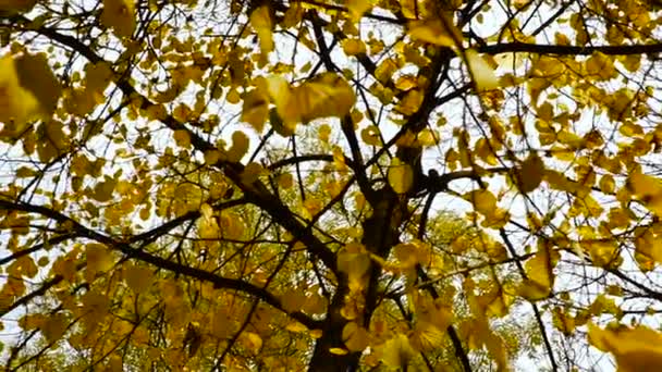 Otoño. Hojas amarillas en el parque de otoño — Vídeo de stock