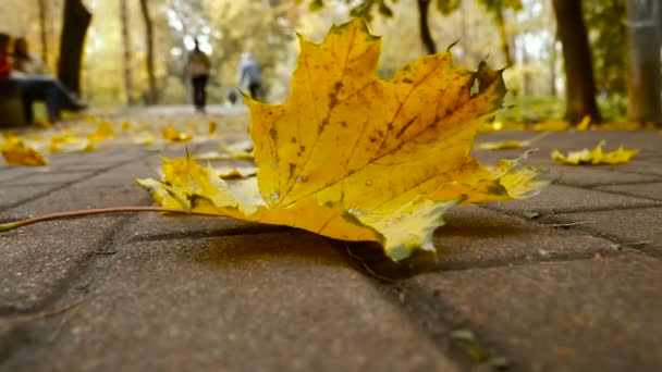 Autunno. foglie gialle nel parco autunnale — Video Stock