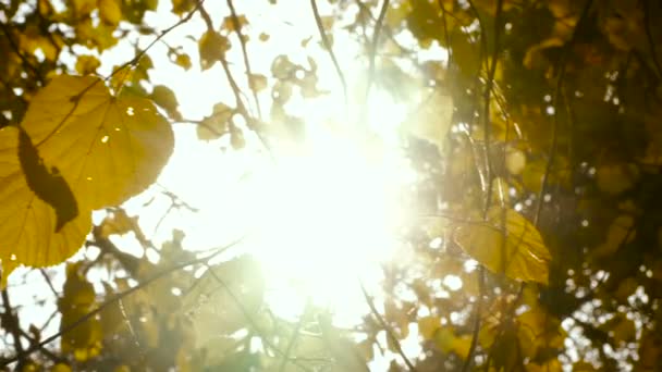 Το φθινόπωρο. Κίτρινα φύλλα φθινοπώρου πάρκο — Αρχείο Βίντεο
