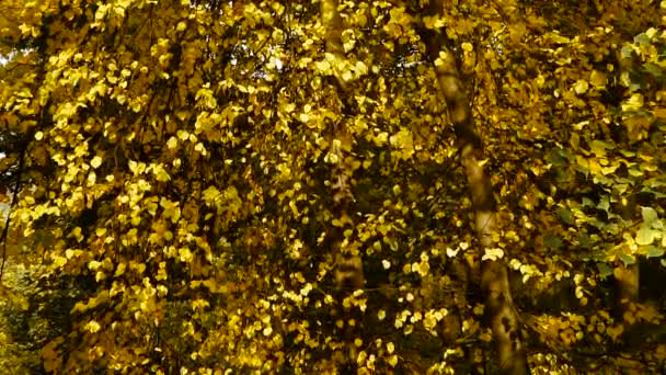 Otoño. Hojas amarillas en el parque de otoño — Vídeos de Stock
